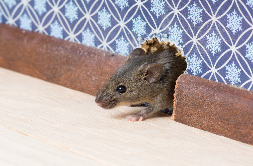 Чем опасны мыши?